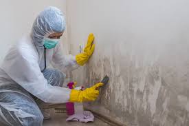 Best Environmental Consulting for Mold Prevention in Hermosa Beach, CA